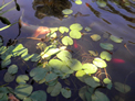 Koi