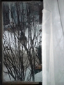 Winter Bluejay