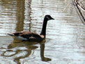Goose