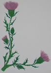 Thistle Scroll Colplete