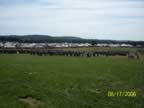 2006_8-17_Pennsic_Field-Battle_24.jpg (51kb)